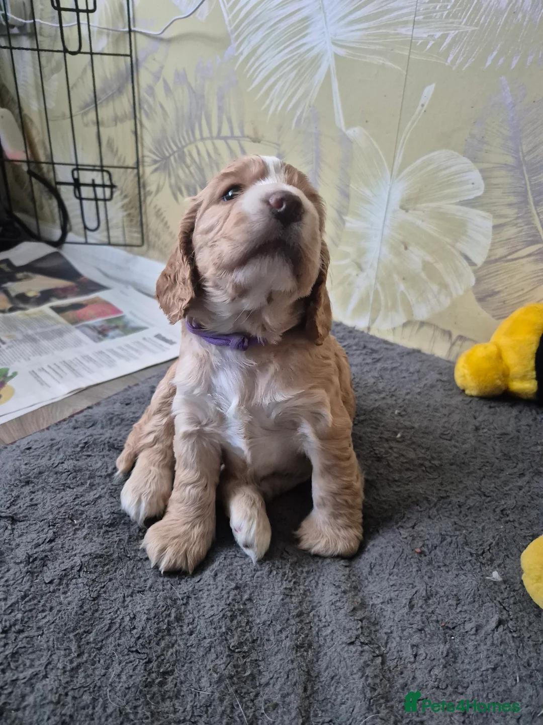 Cocker Spaniel dogs for sale: Cocker spaniel in Brighton - Advert 2