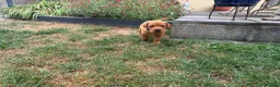 Labrador Retriever dogs for sale: KC registered puppies  - Advert 5