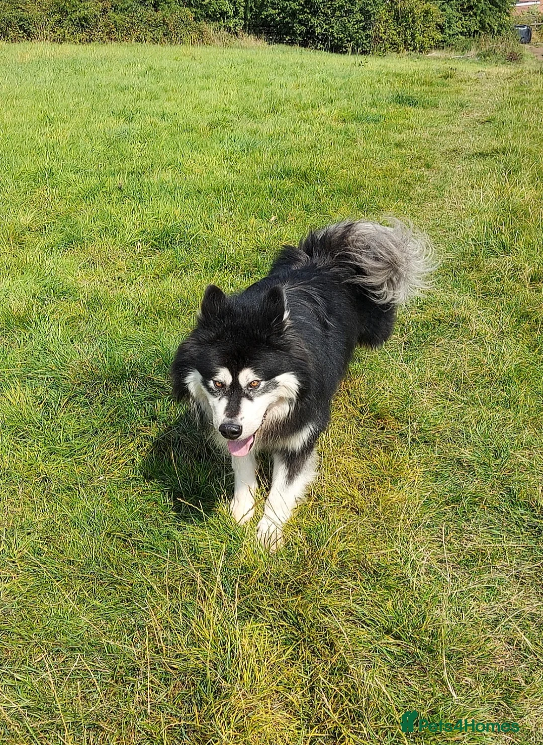Alaskan Malamute dogs for stud: KC registered alaskan malamute for stud - Advert 3