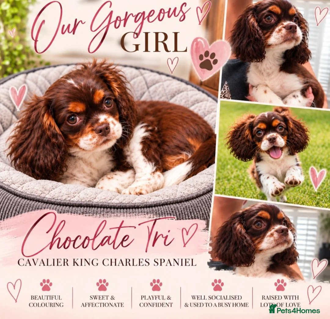 Cavalier King Charles Spaniel dogs for sale: Chocolate tri cavalier king charles spaniel  - Advert 1