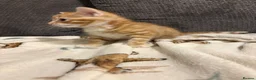 Mixed Breed cats for sale: Beautiful playful kittens  in Huntingdon - Advert 6