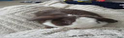 Mini Lop rabbits for sale: Mini lop doe 4 months old  - Advert 3