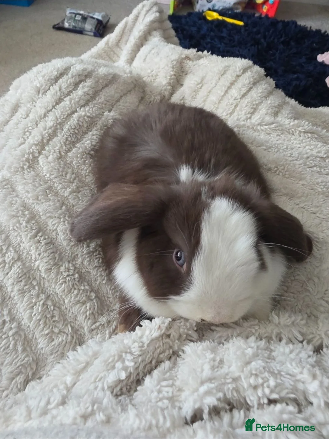 Mini Lop rabbits for sale: Mini lop doe 4 months old  - Advert 3