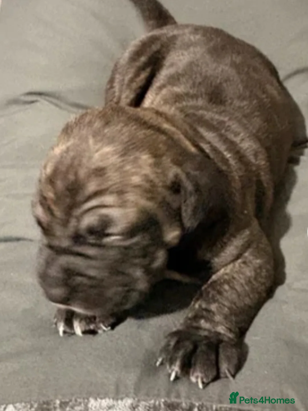 Cane Corso dogs for sale: Cane corsos in Rotherham - Advert 3