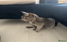 Mixed Breed cats for sale: Beautiful Mixed Kittens (Ginger/Tortie/Black) - Image 21