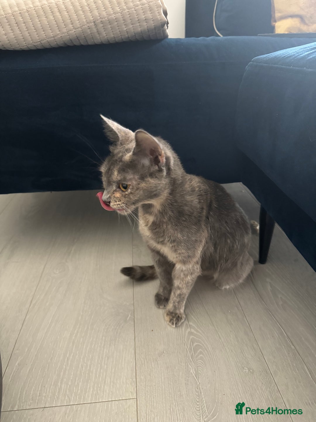 Mixed Breed cats for sale: Beautiful Mixed Kittens (Ginger/Tortie/Black) - Image 21