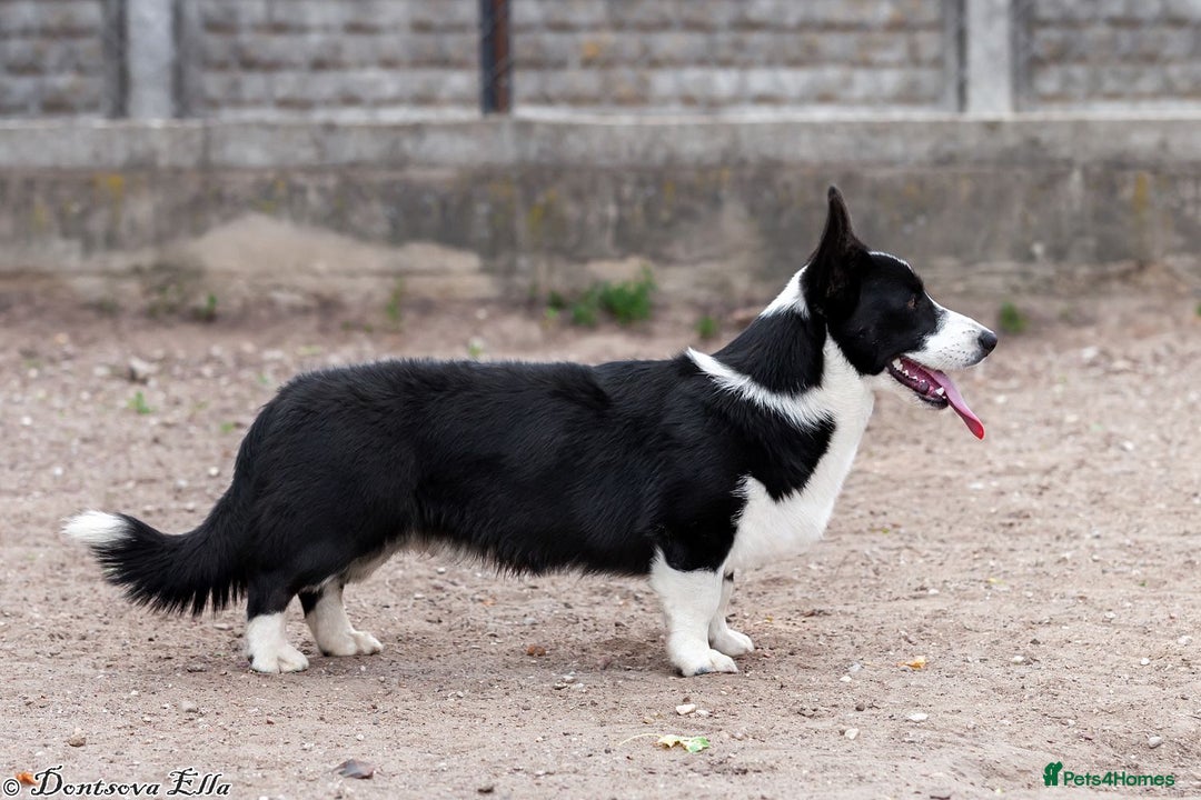 Welsh Corgi Pembroke dogs for adoption: RONNIE – Welsh Corgi Pembroke (Male) - Advert 4