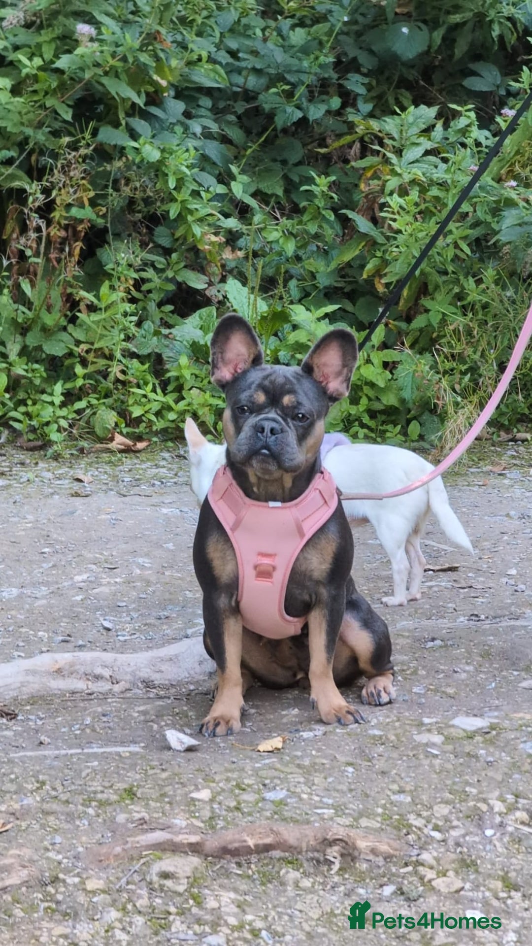 French Bulldog dogs for sale: Stunning kc reg French bulldog  - Advert 1