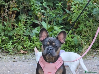 French Bulldog dogs Stunning kc reg French bulldog - Advert 1