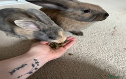 English Lop rabbits for sale: Two bonded neutered male rabbits  - Image 6