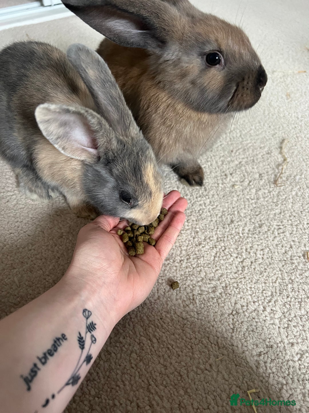 English Lop rabbits for sale: Two bonded neutered male rabbits  - Image 6