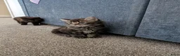 Mixed Breed cats for sale: 1 male and 3 female kittens  - Advert 9