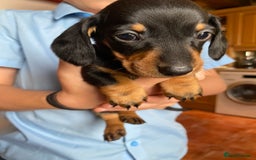 Dachshund dogs for sale: Miniature Dachshund Puppies   - Image 4