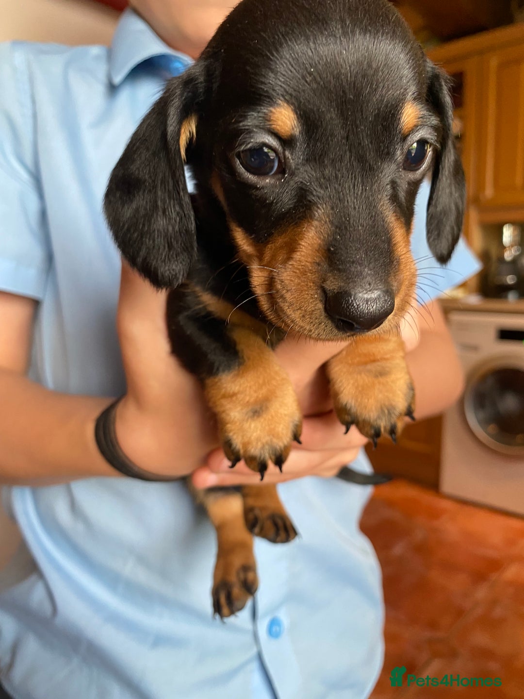 Dachshund dogs for sale: Miniature Dachshund Puppies   - Image 4