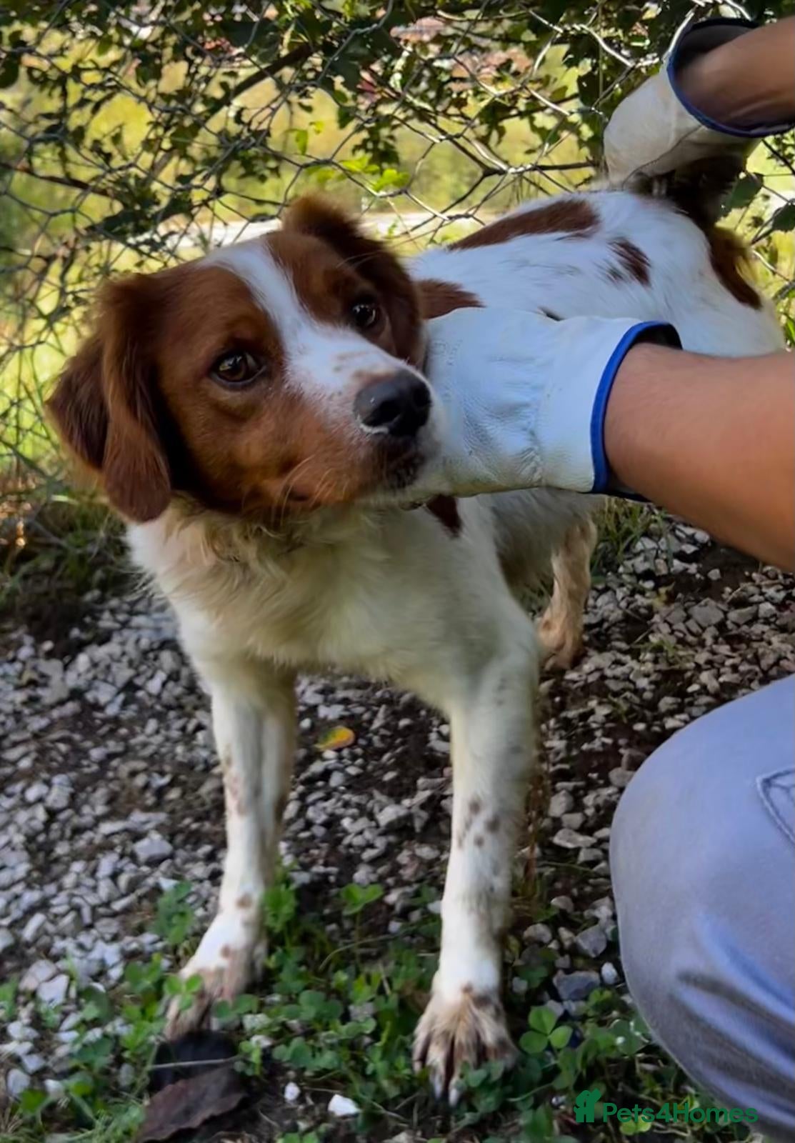 Brittany Spaniel dogs Wally - Advert 15
