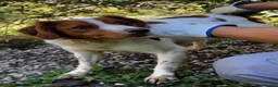 Brittany Spaniel dogs for adoption: Wally - Advert 1