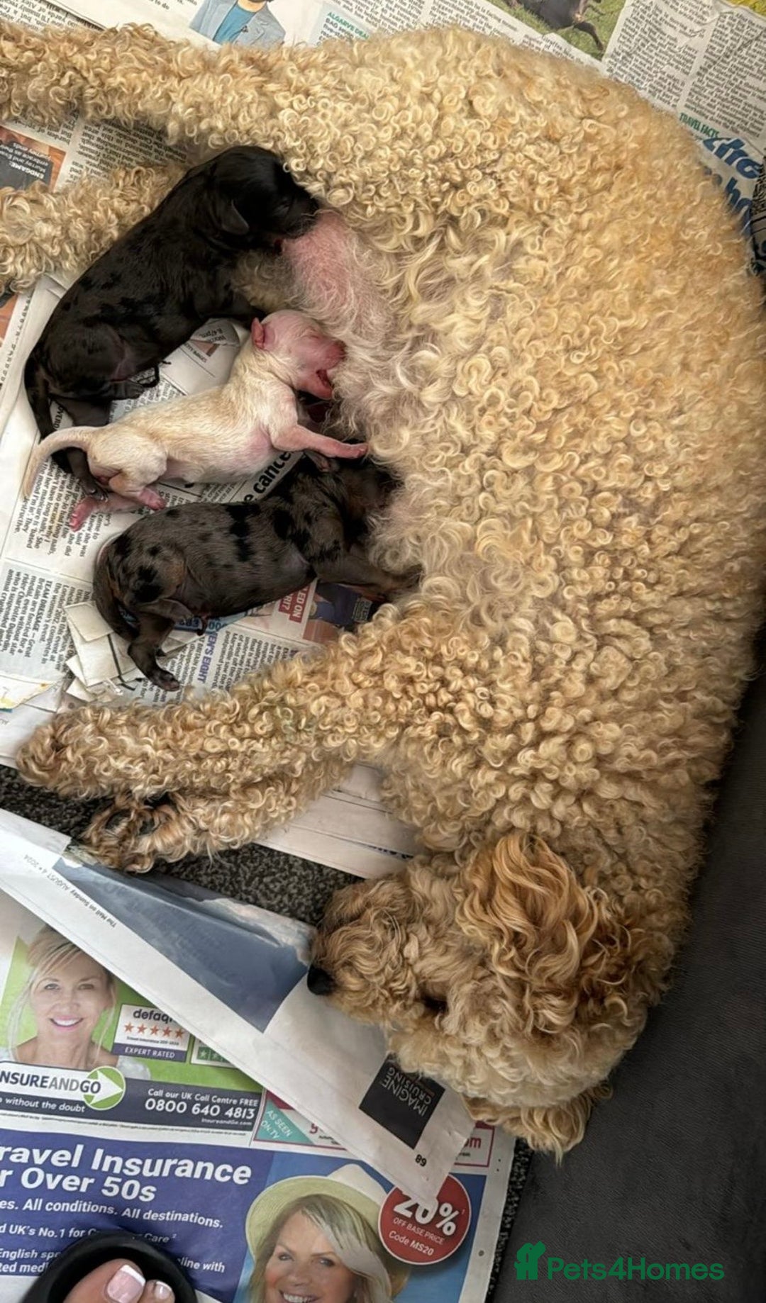 Toy Poodle dogs for sale: Adorable Toy Poodle Puppies READY TO GO!  - Image 3