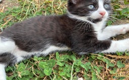 Domestic Shorthair cats for sale: 3 male kittens for sale - Image 3