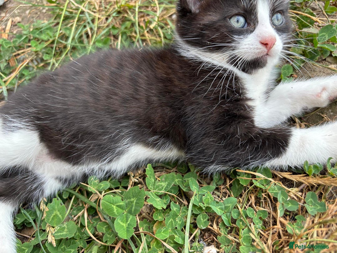 Domestic Shorthair cats for sale: 3 male kittens for sale - Image 3