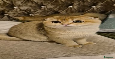 Scottish Fold cats Beautiful not spayed registered Scottish fold girl - Advert 12