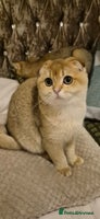 Scottish Fold cats Beautiful not spayed registered Scottish fold girl - Advert 8