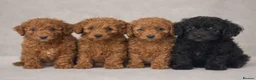 Doxiepoo dogs for sale: READY TO GO IN 4 DAYS!! Stunning F1b toy poodles  - Advert 5