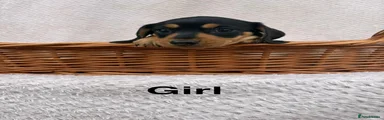 Miniature Dachshund 3