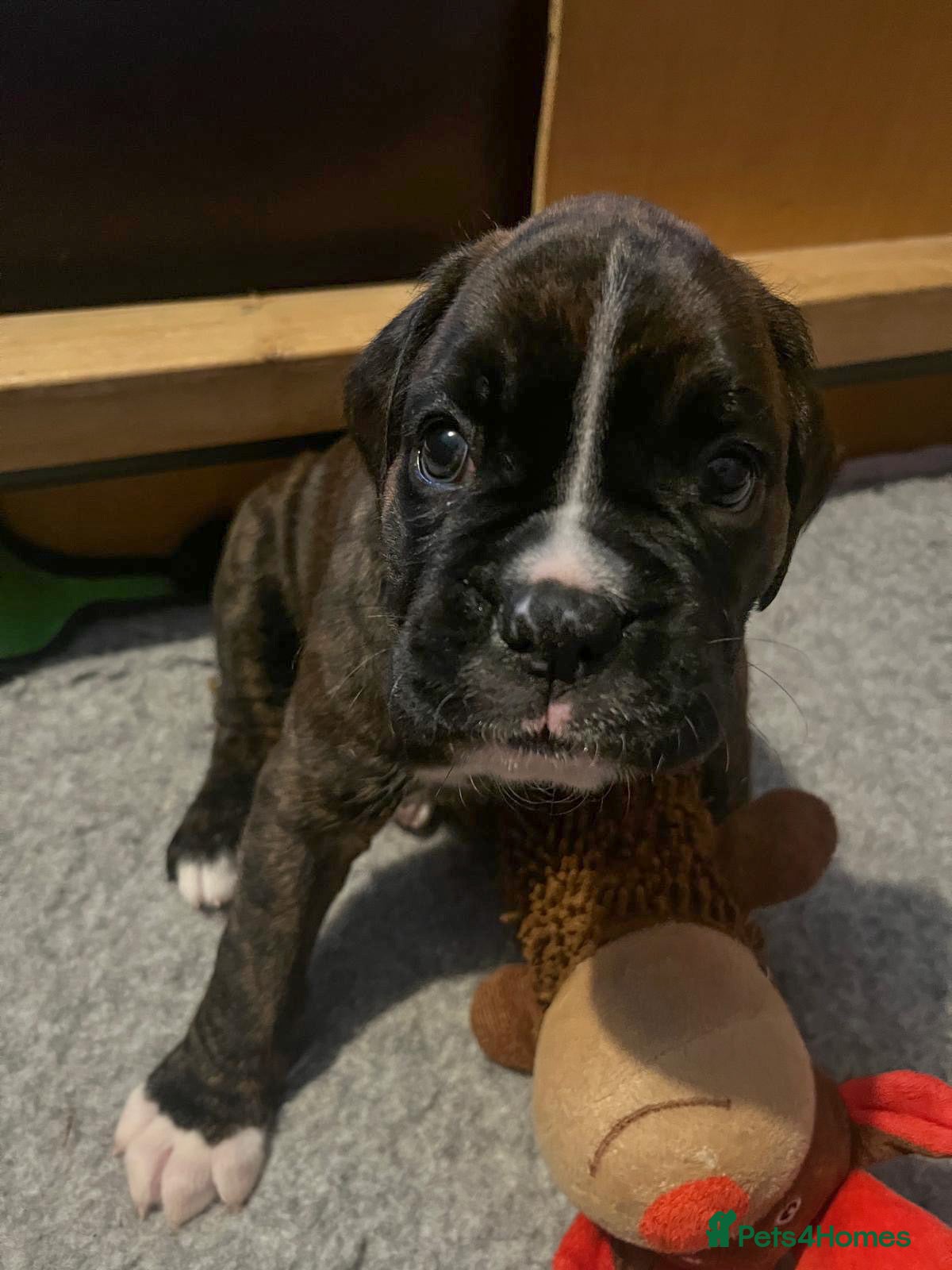 Boxer dogs Beautiful KC registered puppies for sale  - Advert 1