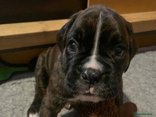 Boxer dogs Beautiful KC registered puppies for sale - Advert 1