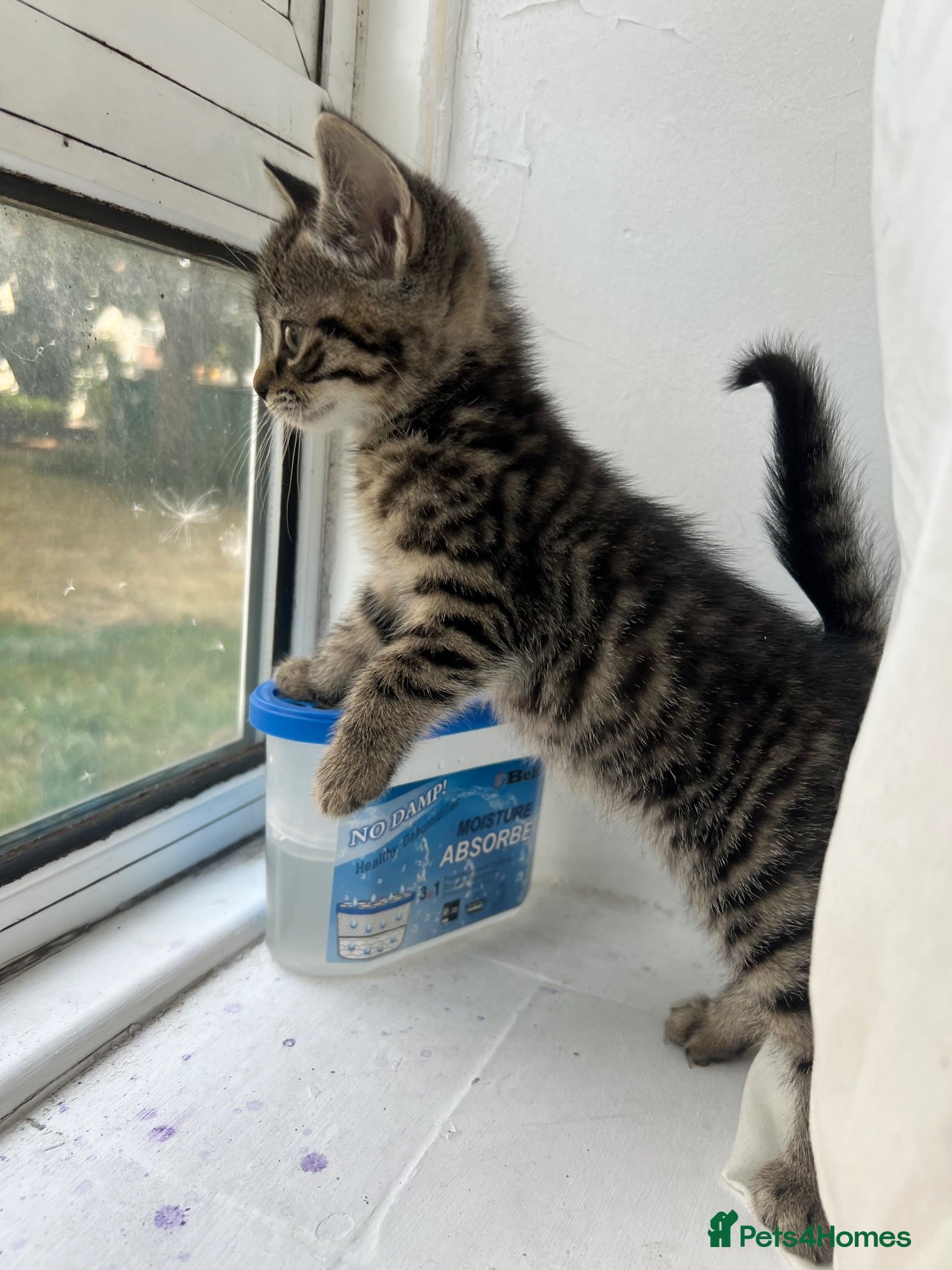 Mixed Breed cats Adorable Kittens Looking for Loving Homes - Advert 2