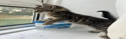 Mixed Breed cats for sale: Adorable Kittens Looking for Loving Homes in London - Advert 1