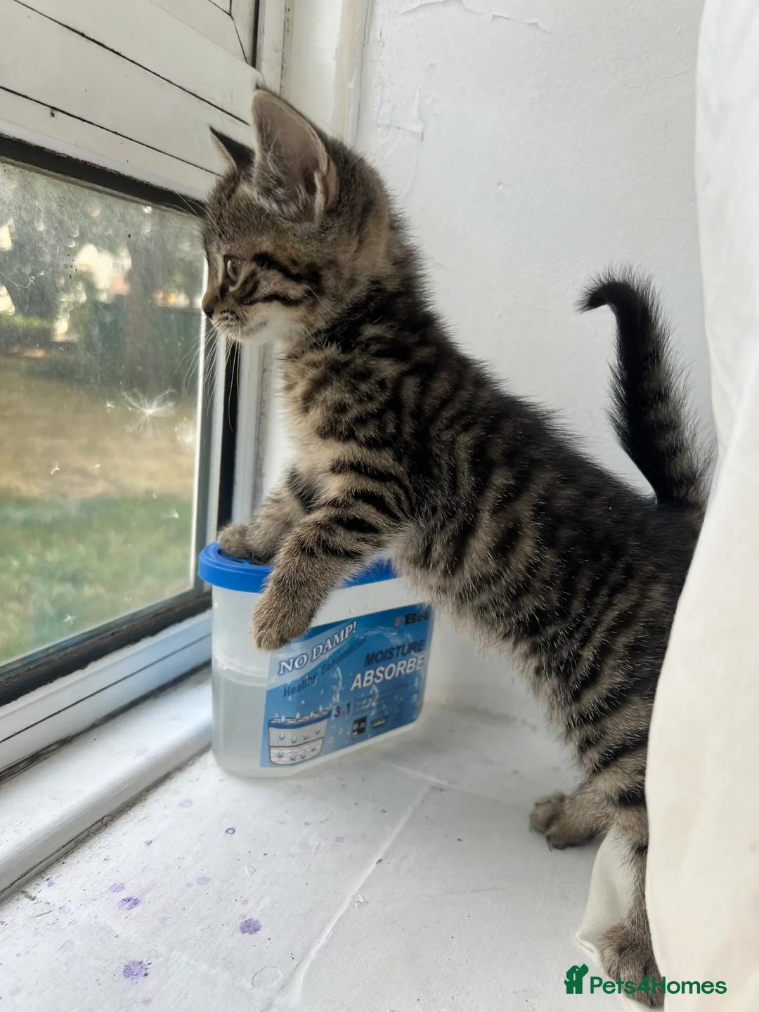 Mixed Breed cats for sale: Adorable Kittens Looking for Loving Homes in London - Advert 1