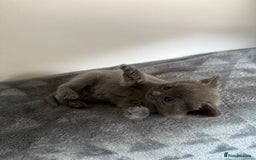 Ragdoll cats for sale: Beautiful Ragdoll X Kittens For Sale 🐾  - Image 6