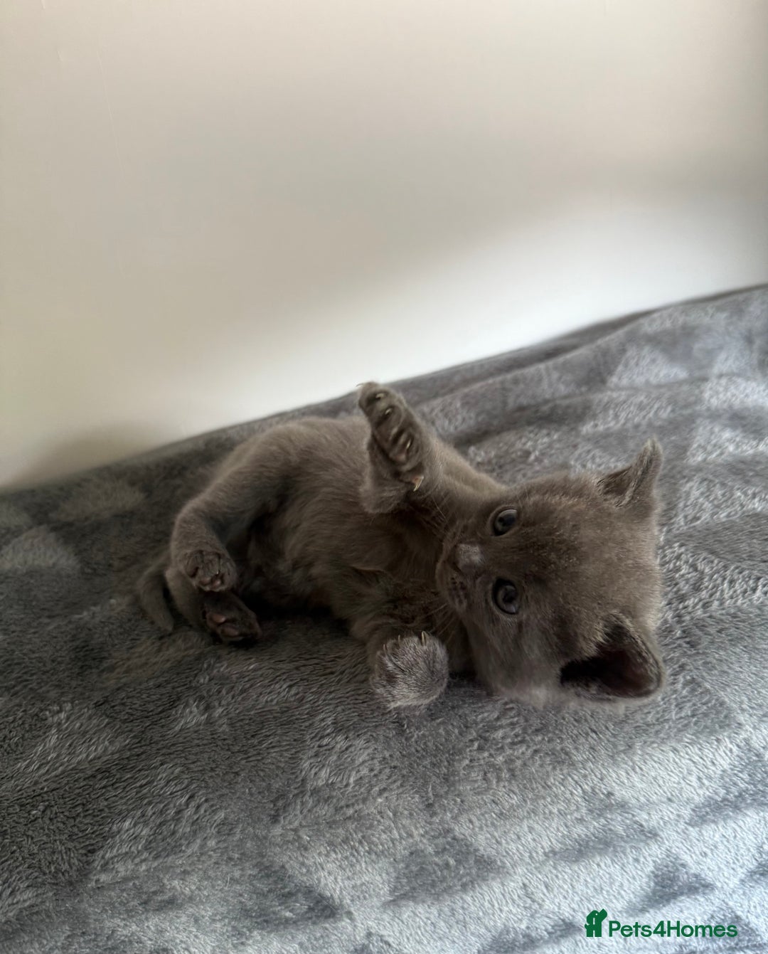 Ragdoll cats for sale: Beautiful Ragdoll X Kittens For Sale 🐾  - Image 6