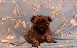 Poochon dogs for sale: READY FOR HER NEW PAW PACK  - Advert 26