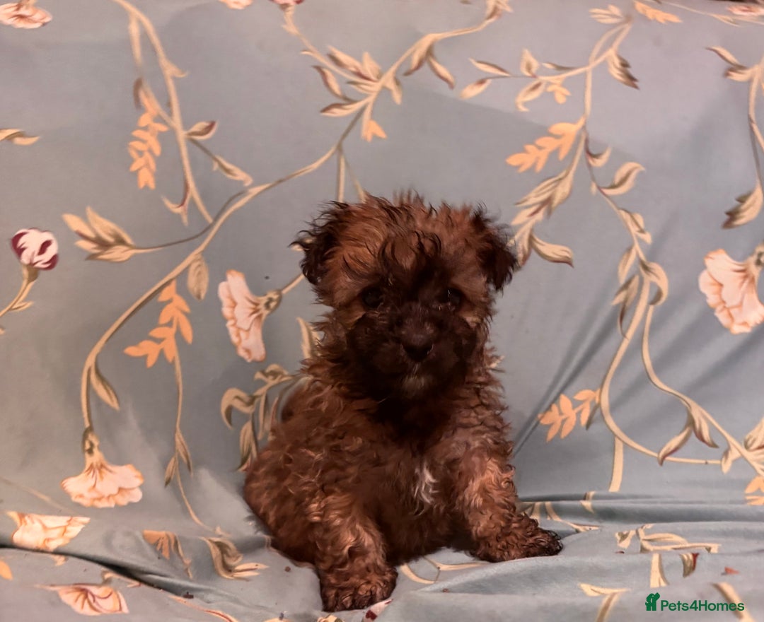 Poochon dogs for sale: READY FOR HER NEW PAW PACK  - Advert 26