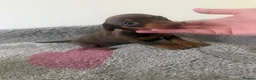 Miniature Dachshund dogs for sale: Stunning Miniature dachshunds in Luton - Advert 2