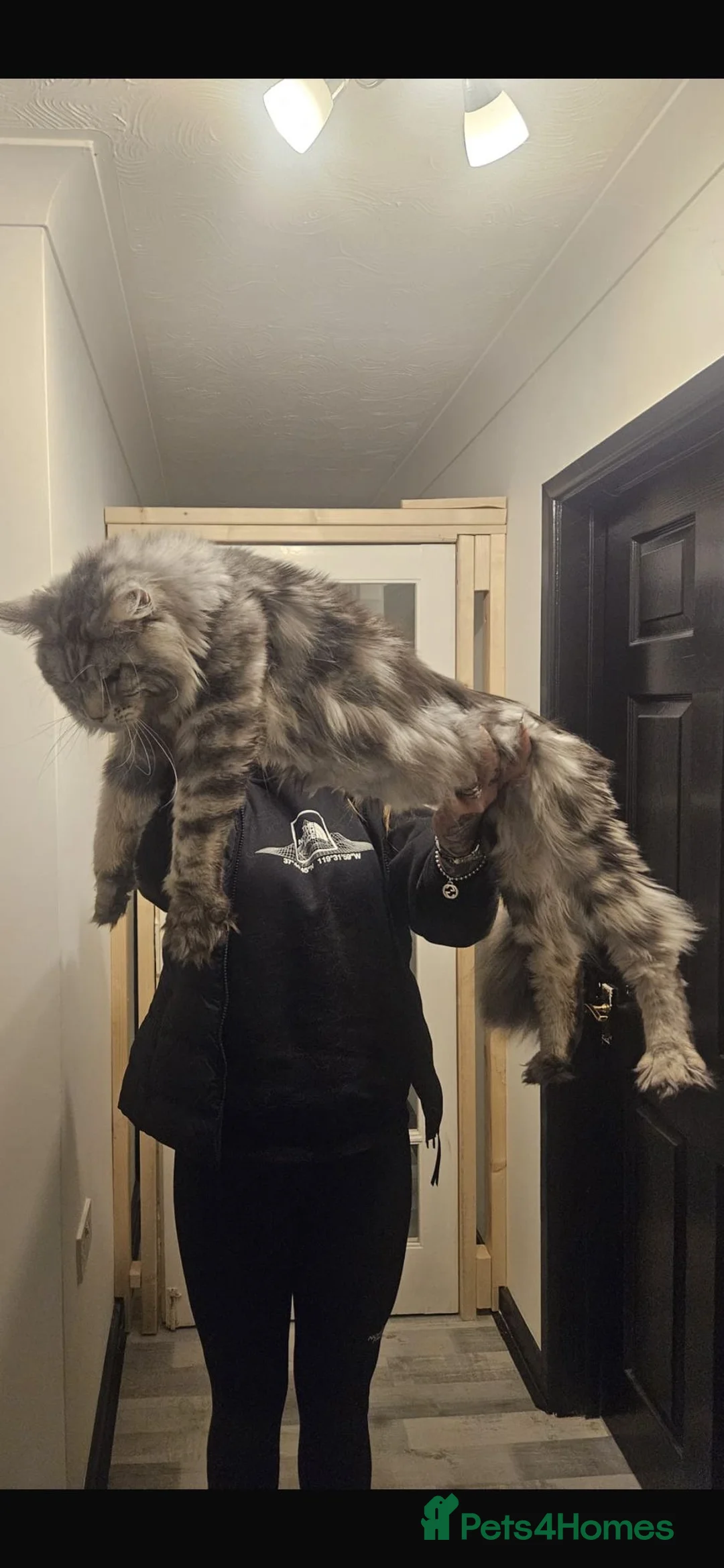 Maine Coon cats for sale: Black smoke Maine coon kittens champion blood line - Advert 2
