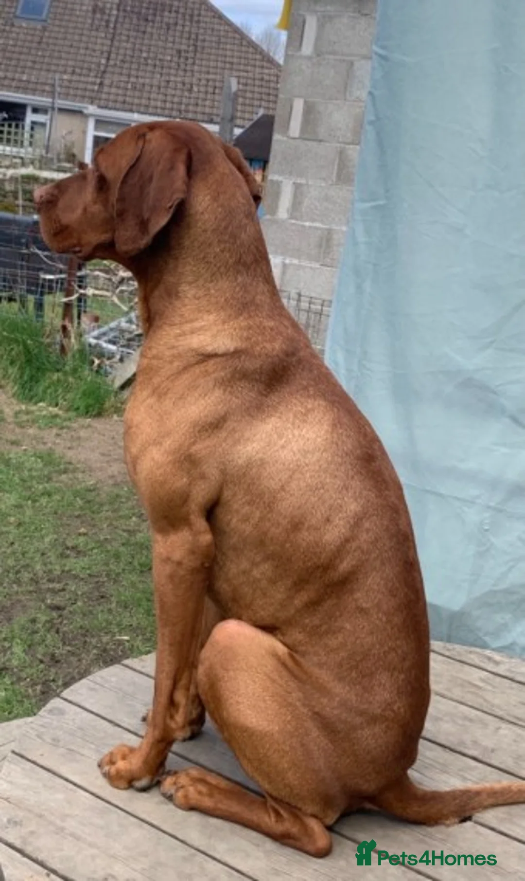 Hungarian Vizsla dogs for stud: Hungarian Vizsla for stud! in Llantwit Major - Advert 2
