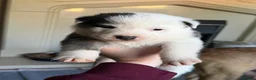 Mixed Breed dogs for sale: Puppies mixed bread  in Stoke-on-Trent - Advert 21