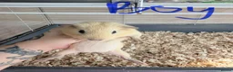 Guinea Pig rodents for sale: 16 baby guinea pigs - Advert 37