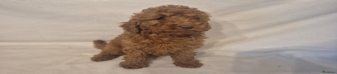Cavapoo Puppy 3