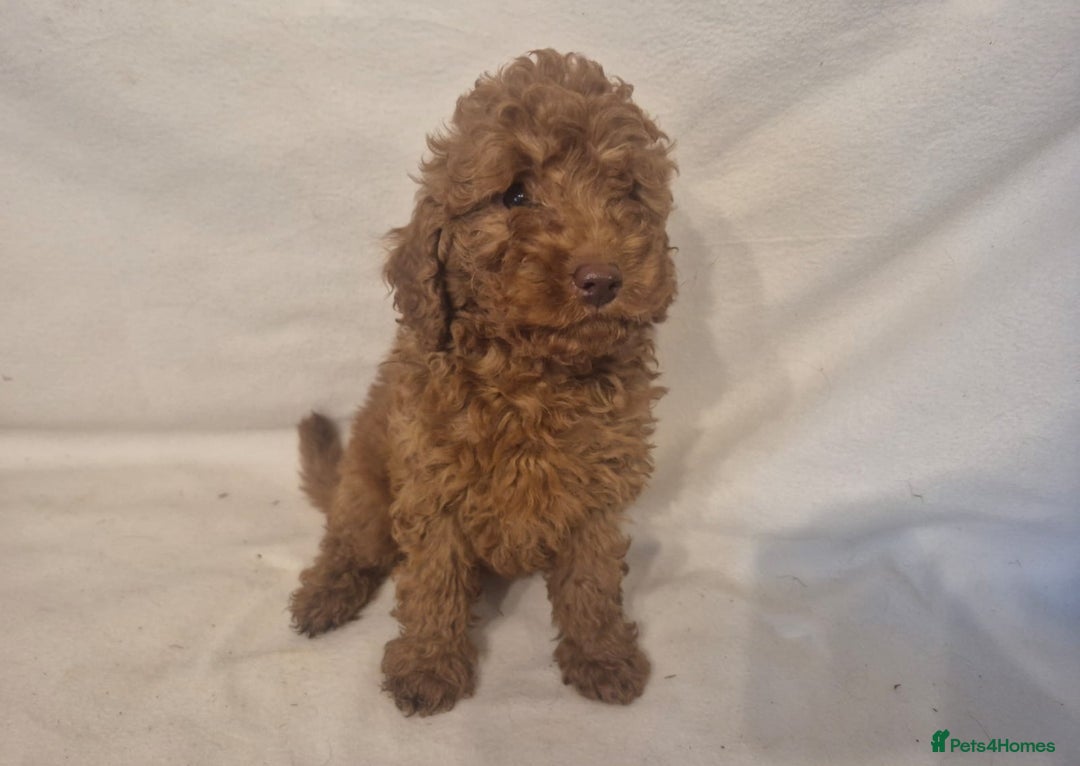 Cavapoo dogs for sale: Extensively Health Tested F1BB Cavapoo Puppies - Image 7