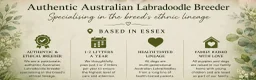 Australian Labradoodle dogs for sale: Multi-gen Australian Labradoodles due late Nov  - Advert 2