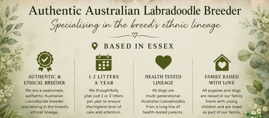 Australian Labradoodle dogs for sale: Multi-gen Australian Labradoodles due late Nov  - Advert 2