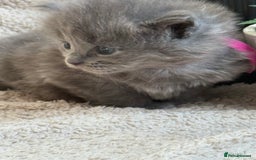 Maine Coon cats for sale: Adorable Blue Maine coon kittens - Image 4