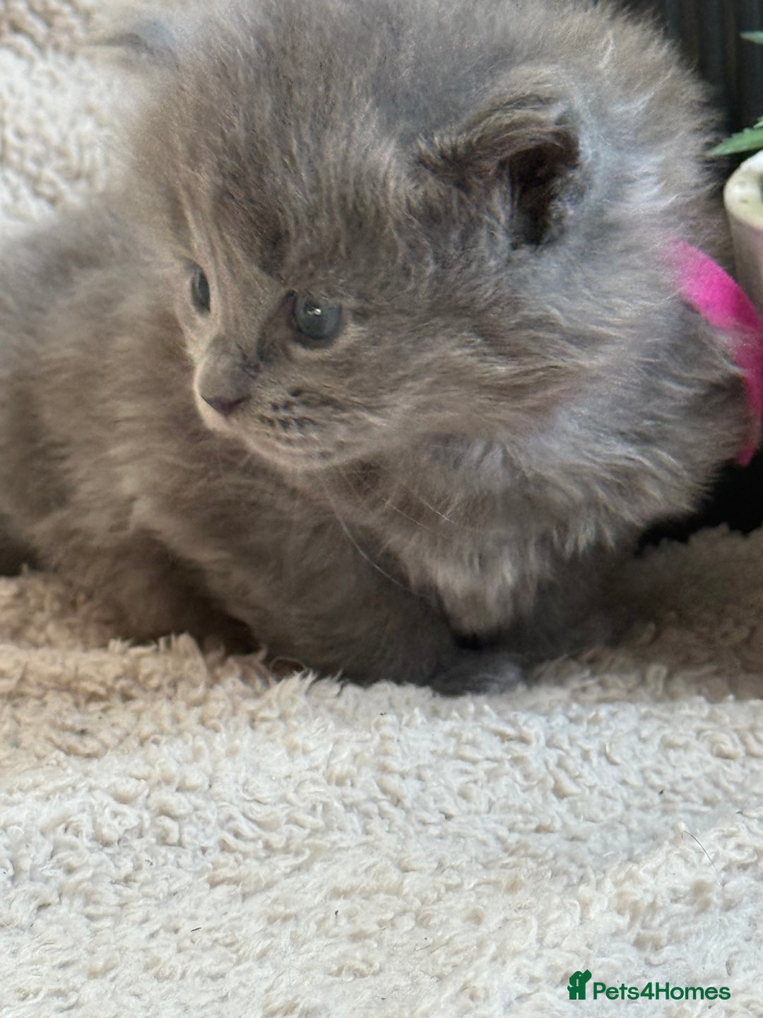 Maine Coon cats for sale: Adorable Blue Maine coon kittens - Image 4