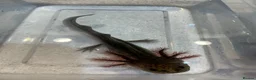 Axolotl reptiles for sale: Axolotl Jeuveniles  - Advert 3