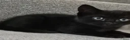 Mixed Breed cats for sale: Kittens in Sudbury - Advert 2