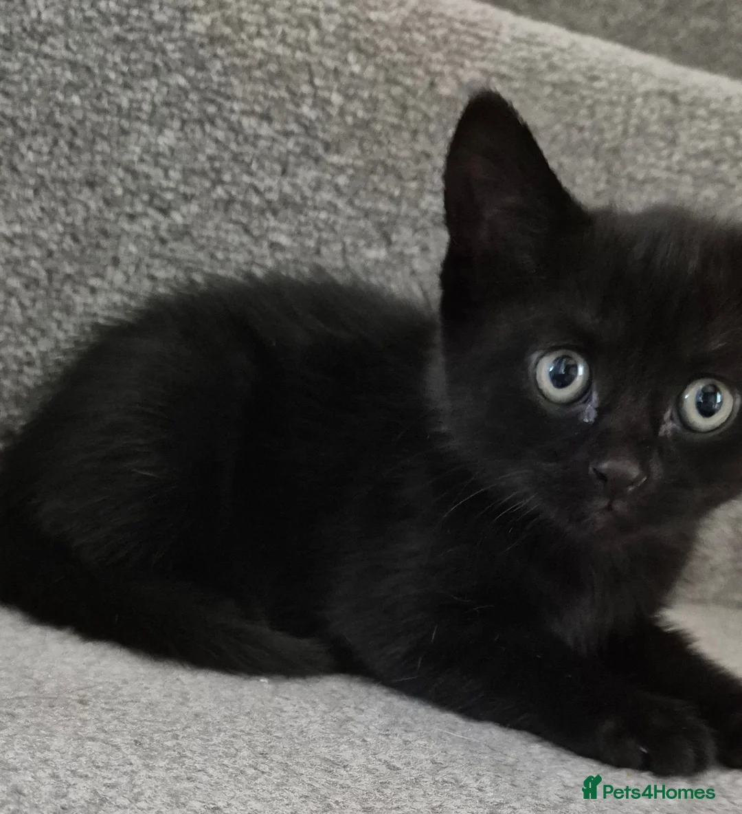 Mixed Breed cats for sale: Kittens in Sudbury - Advert 2